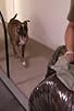 Primary photo for Pit Bull Predicament Primary photo for Pit Bull Predicament