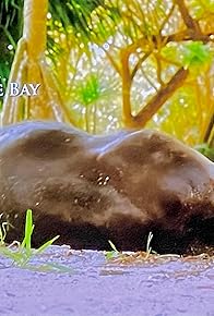 Primary photo for Otter Dynasty (WT)