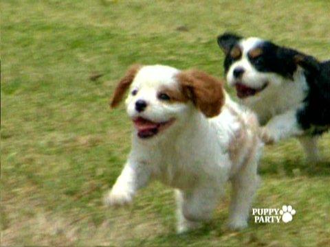 Animal Atlas - Puppy Party: Complete Series | IMDb