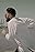 Aswad Anees's primary photo