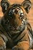 Primary photo for Broken Tail: A Tiger's Last Journey Primary photo for Broken Tail: A Tiger's Last Journey