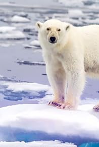 Primary photo for Bears