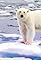 Bears's primary photo