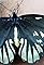 Queen Alexandra's Birdwing Butterfly's primary photo