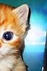 Primary photo for CUTE FURRY KITTENS (Official Music Video) Primary photo for CUTE FURRY KITTENS (Official Music Video)