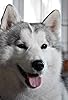 Primary photo for Cosmo The Siberian Husky