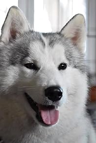 Primary photo for Cosmo The Siberian Husky