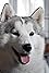 Cosmo The Siberian Husky's primary photo