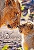 Primary photo for Life's Journey Primary photo for Life's Journey