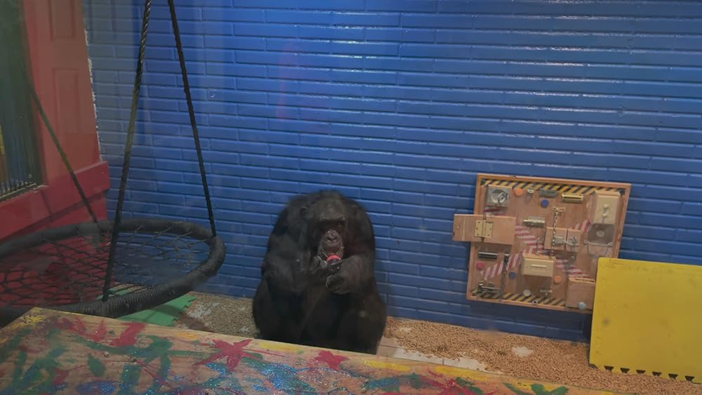 "Chimp Crazy" Head Shot (TV Episode 2024) IMDb