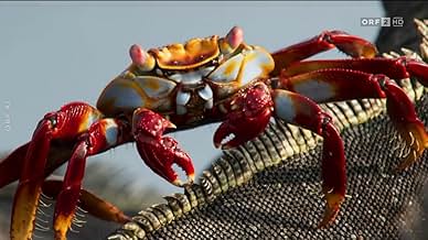 पोस्टर देखें