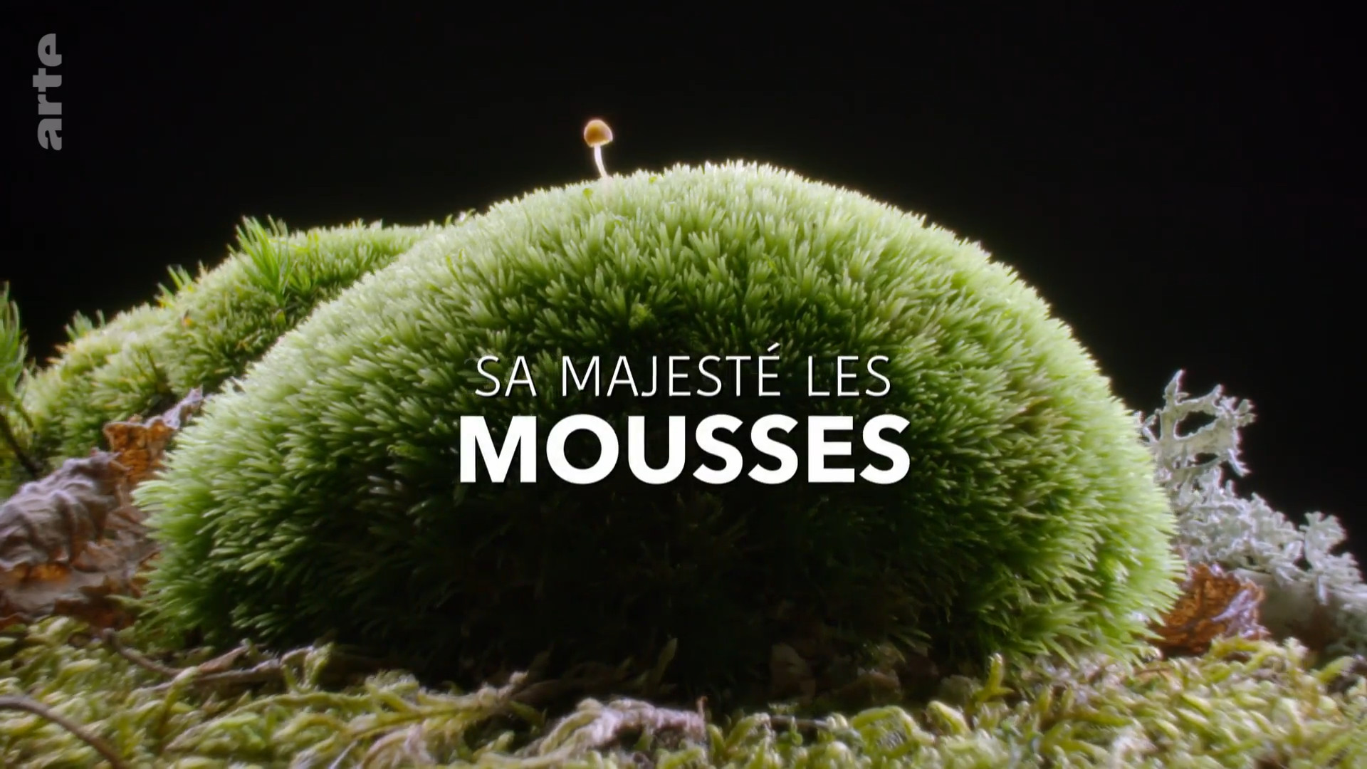 Poster of Sa Majesté les mousses