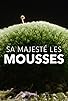 Primary photo for The Magical World of Moss