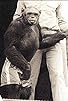 Primary photo for Humanzee: The Human Chimp Primary photo for Humanzee: The Human Chimp
