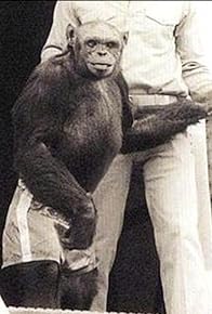 Primary photo for Humanzee: The Human Chimp