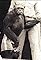 Humanzee: The Human Chimp's primary photo