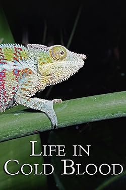 Poster of Life In Cold Blood