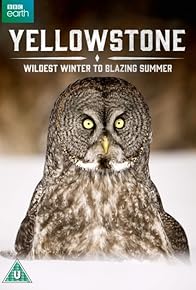 Primary photo for Yellowstone: Wildest Winter to Blazing Summer Primary photo for Yellowstone: Wildest Winter to Blazing Summer