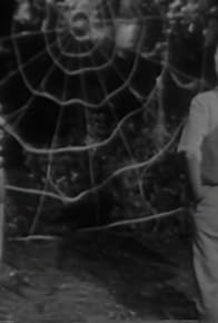 Primary photo for The Spider's Web