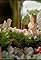 Teeny Tiny Garden's primary photo