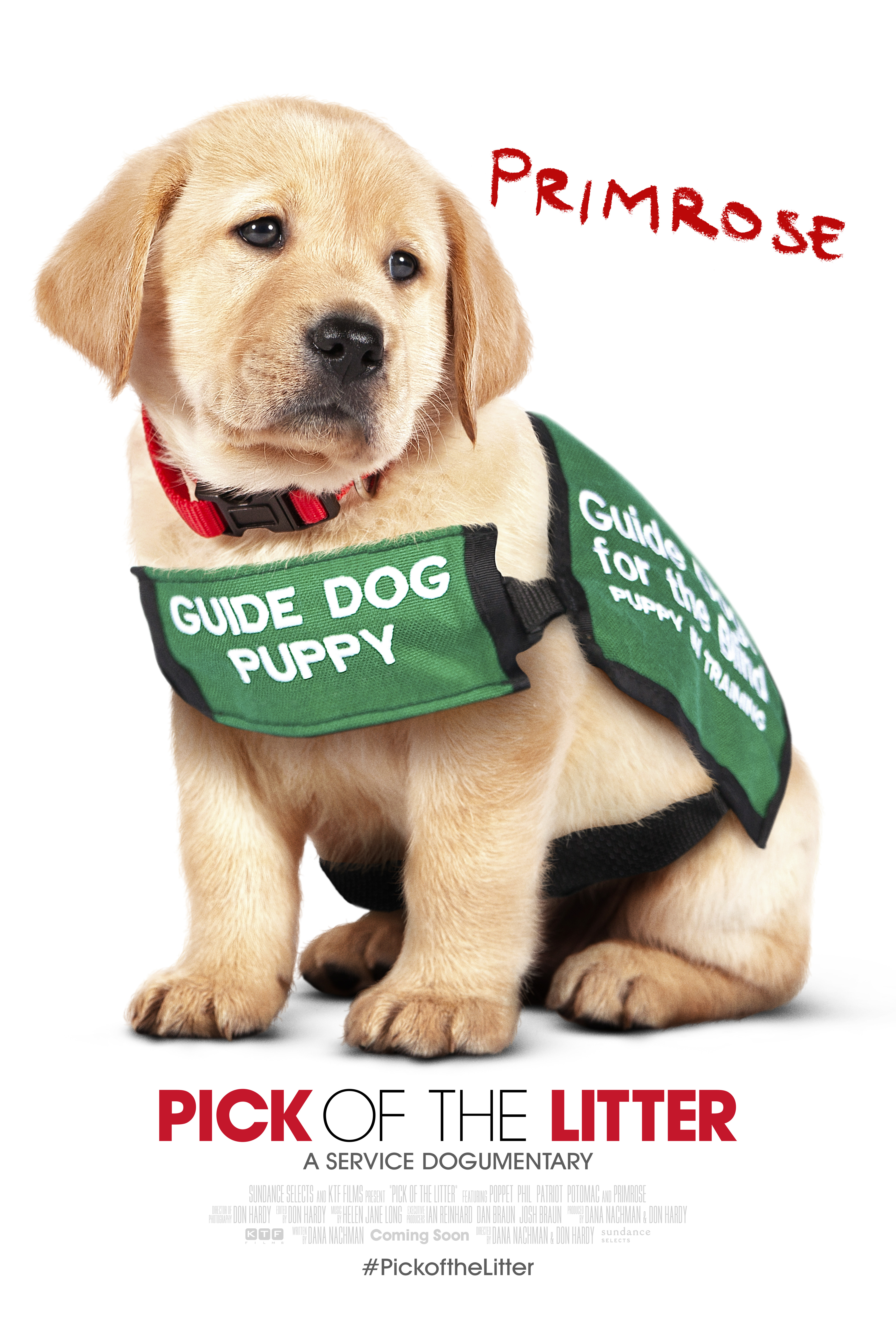 Poster of Pick Of The Litter