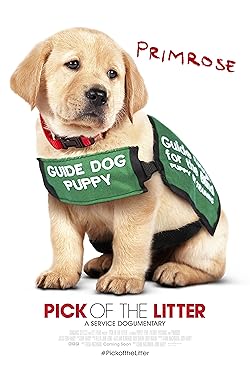 Poster of Pick Of The Litter