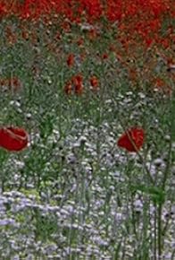 Primary photo for Hic Rosa, Botanical Score