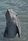 Flipper's Underwater Museum's primary photo