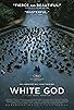 Primary photo for White God Primary photo for White God