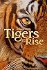 Primary photo for Tigers on the Rise Primary photo for Tigers on the Rise