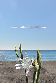 Primary photo for Pancratium Maritimum