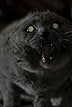 Pet Sematary (1989)