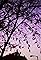 Tree of Life's primary photo
