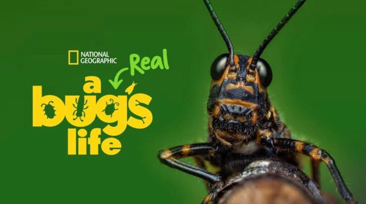 Real bug. Real bug