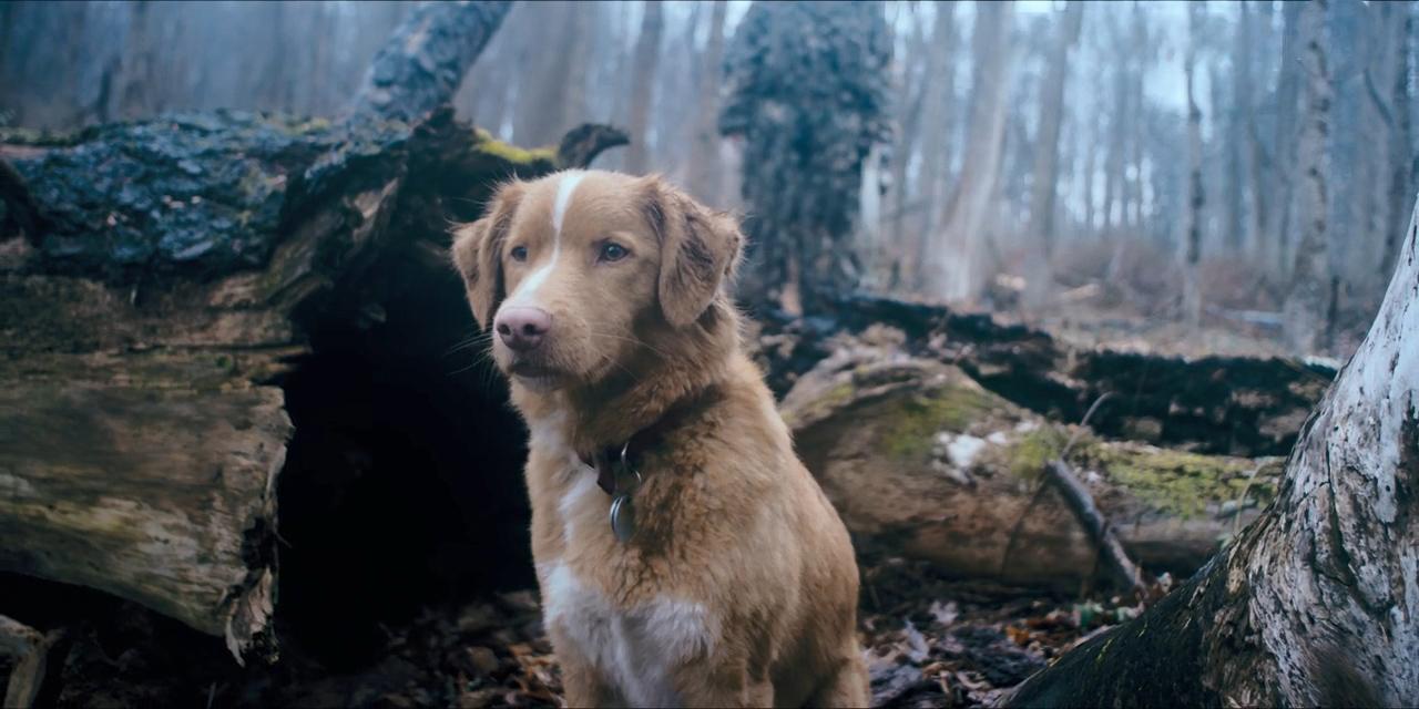 Bom Menino (2025) | Crítica Bom Menino (2025) | Crítica