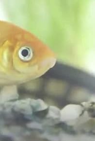 Primary photo for Dreams of Evolution