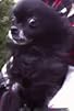 Primary photo for Buffoon Buffet and Kid, Cat or Canine? Primary photo for Buffoon Buffet and Kid, Cat or Canine?
