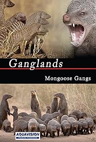Primary photo for Mongoose Gangs