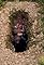 Digging Holes's primary photo