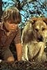 Primary photo for Old Yeller: Part 1 Primary photo for Old Yeller: Part 1