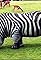 20 Bizarre Hybrid Animals That Actually Exist's primary photo