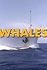 Primary photo for Whales Primary photo for Whales