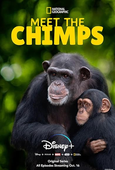 Primary photo for Meet the Chimps Primary photo for Meet the Chimps