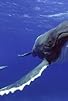 Primary photo for Deep Feelings | Spy in the Ocean Primary photo for Deep Feelings | Spy in the Ocean