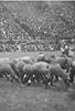 Primary photo for Princeton and Yale Football Game