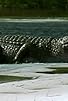 Primary photo for Giant Croc Primary photo for Giant Croc