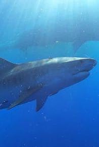 Primary photo for Sharks of Hawaii