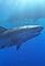 Sharks of Hawaii's primary photo