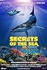 Primary photo for Secrets of the Sea Primary photo for Secrets of the Sea