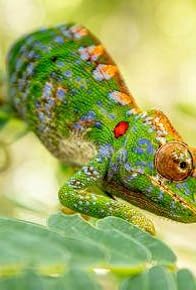 Primary photo for Bloodlines | Big Little Journeys